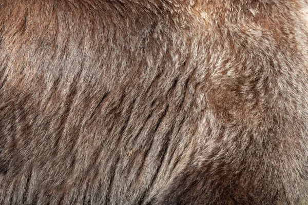 Zamknij Real Niedźwiedź Brunatny Futro Tekstury — Zdjęcie stockowe