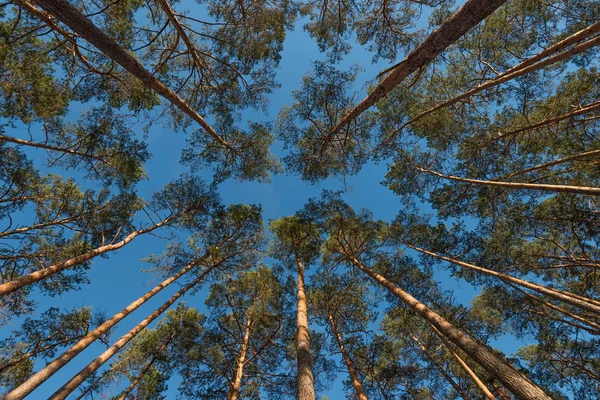 Largura Ângulo Tiro Alguns Pinheiros Elevando Para Céu Azul — Fotografia de Stock