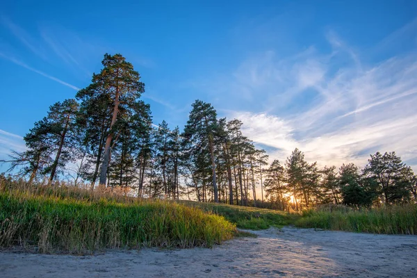 夕日の松の木と砂丘 — ストック写真