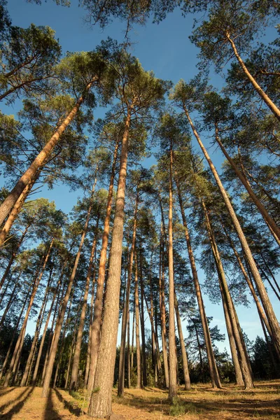 真っ青な空にそびえるいくつかの松の木の広角ショット — ストック写真