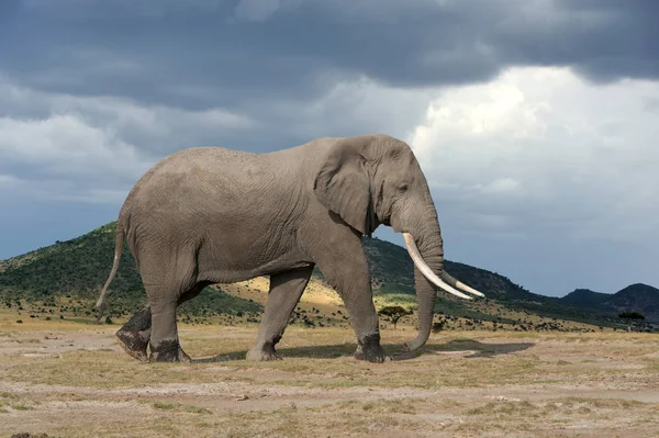 Elefánt Kenya Nemzeti Parkban Afrikában — Stock Fotó