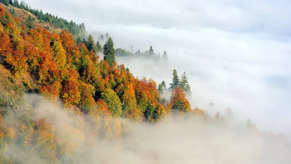 Bosque Místico Otoñal Ladera Montaña Con Niebla —  Fotos de Stock