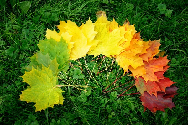 Otoño Hojas Colorido Arco Iris Gradiente Color Concepto Cambio Temporada —  Fotos de Stock