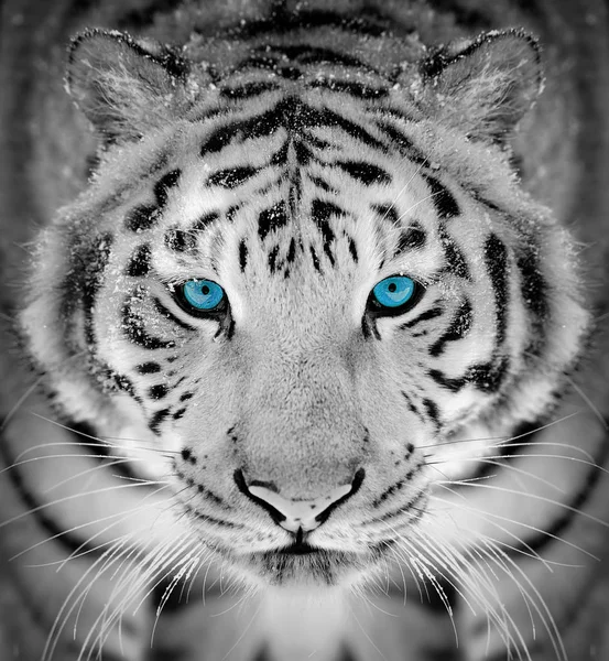 Bellissimo Ritratto Tigre Siberiana Selvatica Sulla Neve Con Occhio Blu — Foto Stock