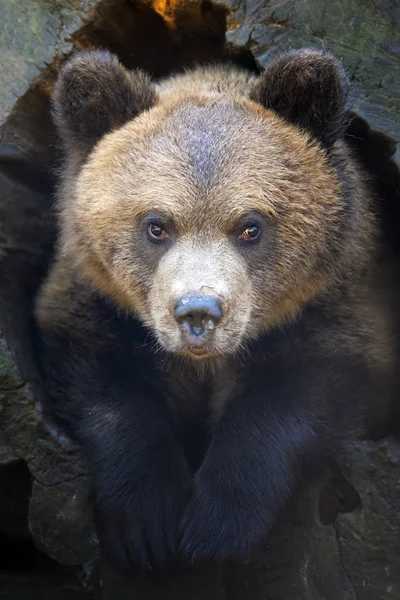 Primer Retrato Del Cachorro Oso Ursus Arctos Bosque —  Fotos de Stock