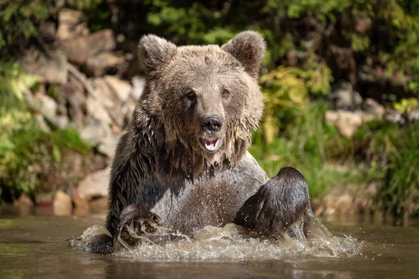 Orso Ursus Arctos Nel Lago Ora Autunno — Foto Stock