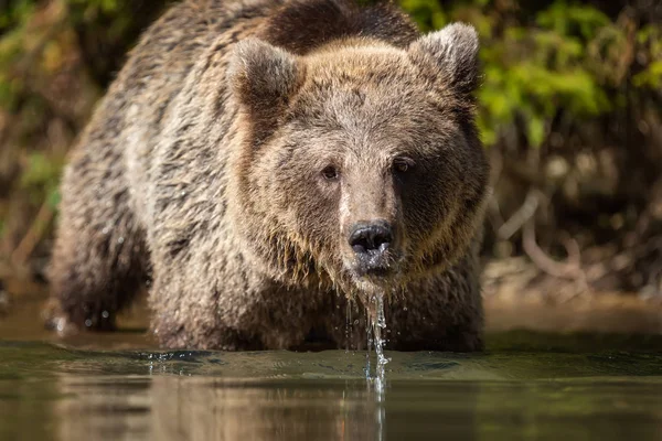 Orso Ursus Arctos Nel Lago Ora Autunno — Foto Stock