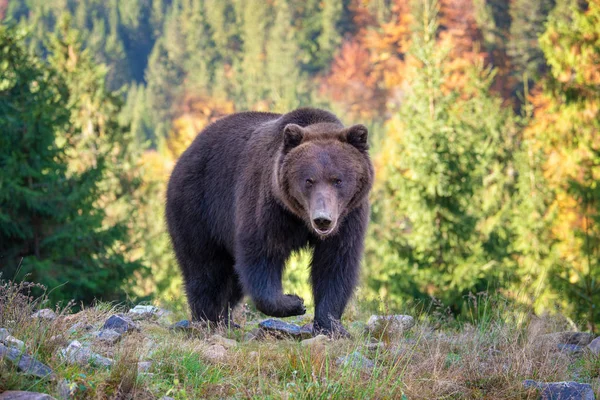 Ursul Mare Ursus Arctos Pădurea Toamnă — Fotografie, imagine de stoc