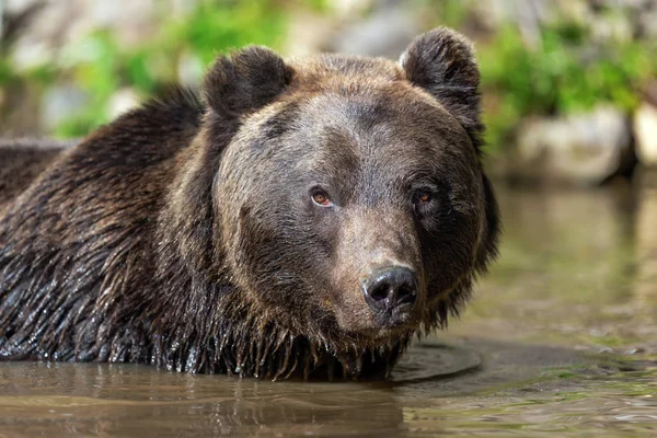 Ours Ursus Arctos Dans Lac Heure Automne — Photo