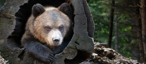 Портрет Крупним Планом Ведмідь Кубик Ursus Arctos Лісі — стокове фото