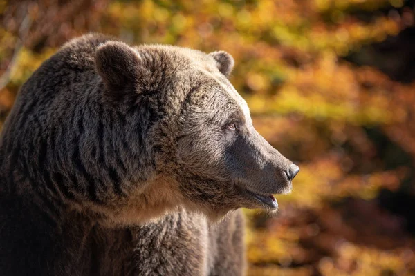 Большой Медведь Ursus Arctos Осеннем Лесу — стоковое фото