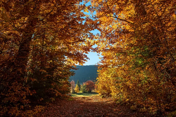 Podzimní Les Zlatý List Slunečný Den — Stock fotografie