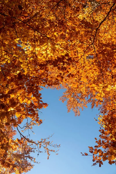 Foglie Autunno Con Cielo Blu Sfondo — Foto Stock