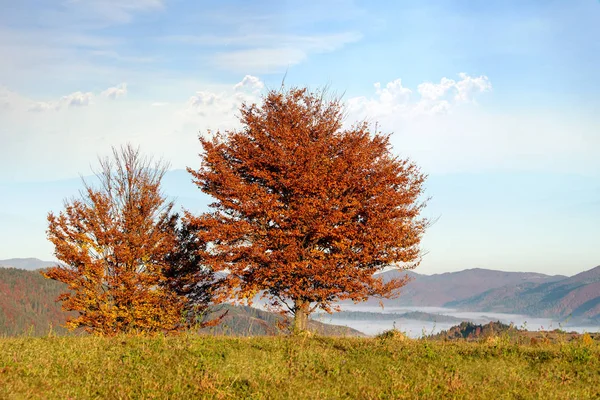 魔法秋の木々 や山の落ち葉と美しい風景 — ストック写真