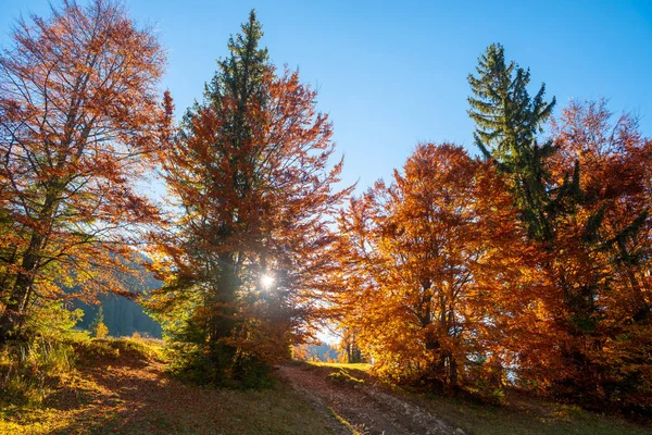 Floresta Outono Com Folha Dourada Dia Ensolarado — Fotografia de Stock