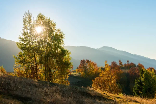 Krásná Krajina Kouzelnou Podzimní Stromy Spadané Listí Horách — Stock fotografie
