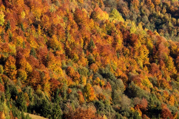 Sonbahar Dağ Orman Sonbahar Renkli Ağaçlar Arka Plan Doku — Stok fotoğraf