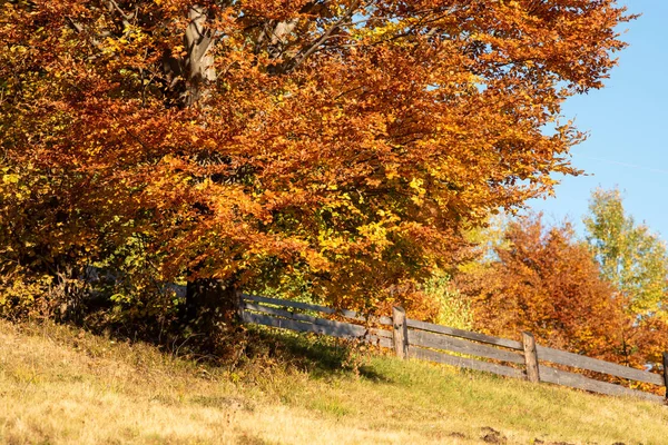 Vackert Landskap Med Magiska Höstträd Och Nedfallna Löv Bergen — Stockfoto