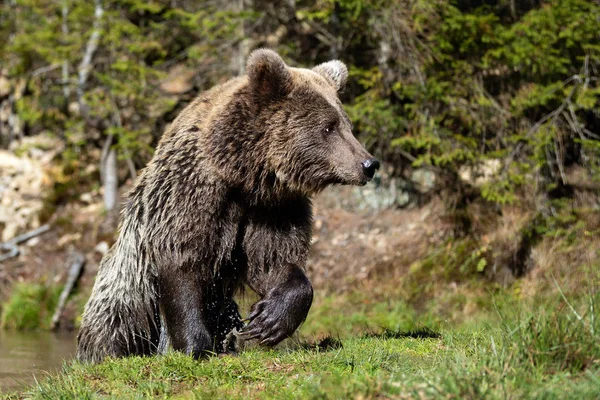 Urso Ursus Arctos Lago Hora Outono — Fotografia de Stock