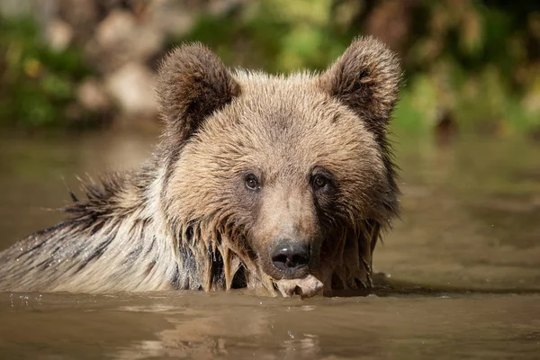 Urso Ursus Arctos Lago Hora Outono — Fotografia de Stock