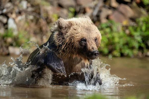 Urso Ursus Arctos Lago Hora Outono — Fotografia de Stock