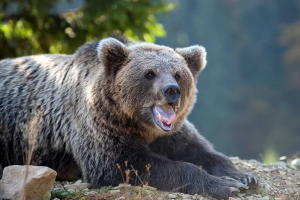 Urso Grande Ursus Arctos Floresta Outono — Fotografia de Stock