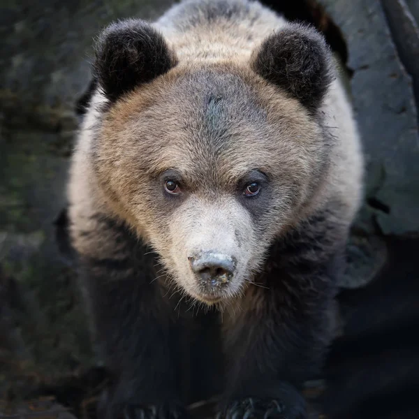 Primer Retrato Del Cachorro Oso Ursus Arctos Bosque — Foto de Stock