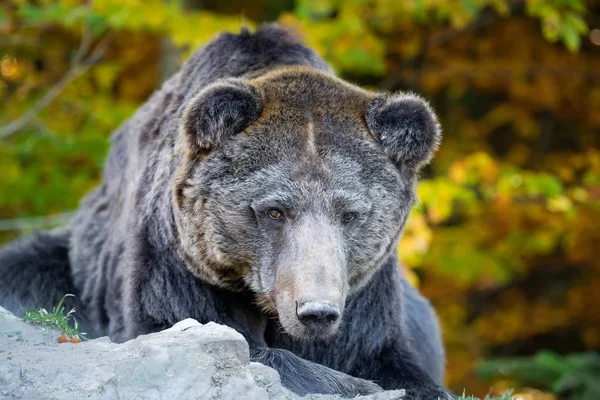 Duże Niedźwiedzia Ursus Arctos Lesie Jesienią — Zdjęcie stockowe