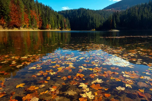 Perfeito Outono Árvore Reflexões Lago Com Folha — Fotografia de Stock