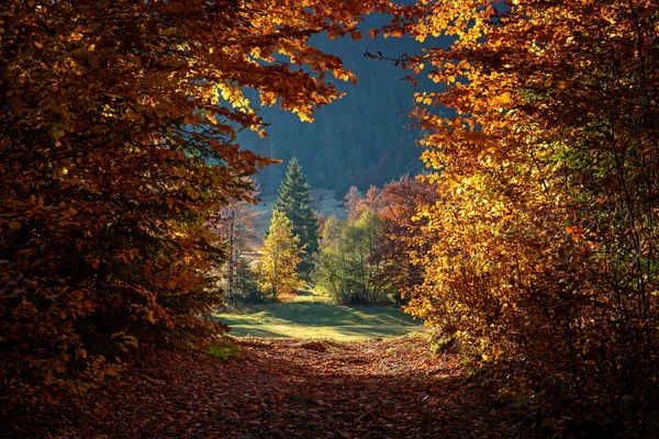 Jesień Las Złoty Liść Słoneczny Dzień — Zdjęcie stockowe