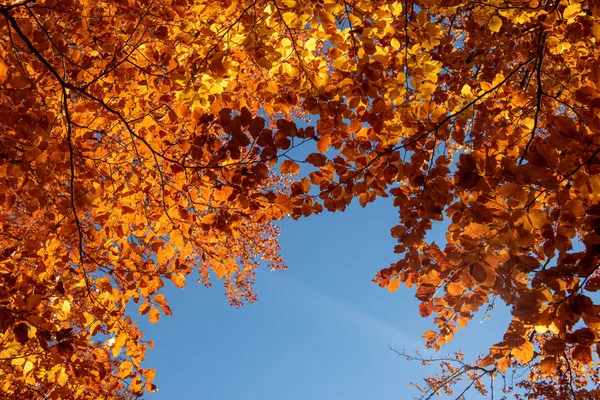 Foglie Autunno Con Cielo Blu Sfondo — Foto Stock