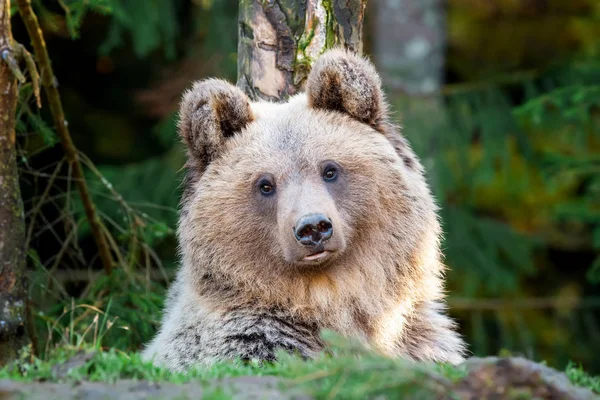 Duże Niedźwiedzia Ursus Arctos Lesie Jesienią — Zdjęcie stockowe