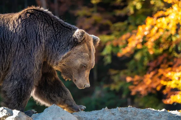 Большой Медведь Ursus Arctos Осеннем Лесу — стоковое фото