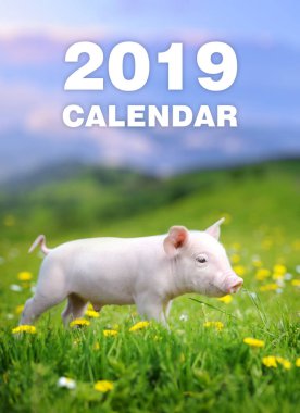 Bebek komik domuz yavrusu çim. Takvim 2019 yıl