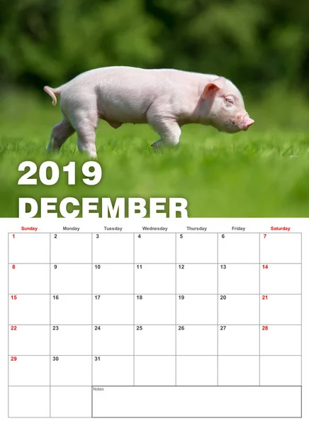 Bebé Lechón Divertido Hierba Calendario 2019 Año — Foto de Stock