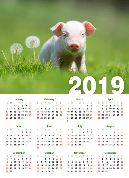 Bebé Lechón Divertido Hierba Calendario 2019 Año — Foto de Stock