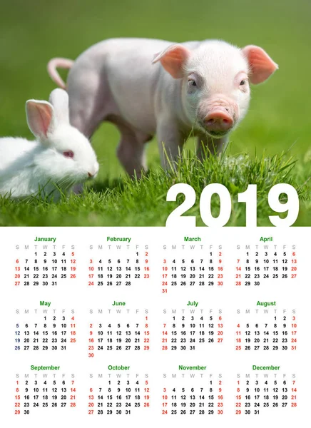 Dětské Legrační Prasátko Trávě 2019 Kalendářní Rok — Stock fotografie