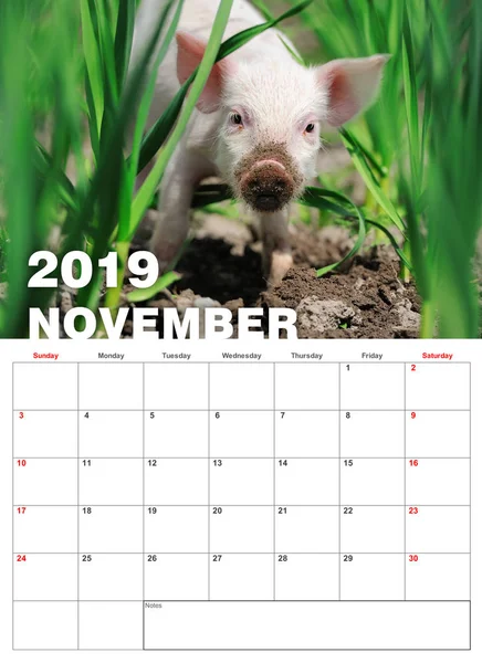 赤ちゃん草で面白い子豚 2019 年をカレンダーします — ストック写真