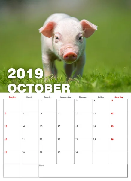 Bebé Lechón Divertido Hierba Calendario 2019 Año — Foto de Stock