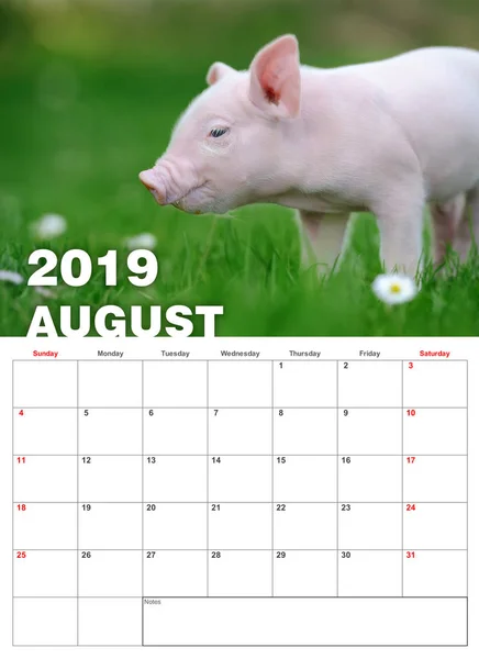 Bebé Lechón Divertido Hierba Calendario 2019 Año — Foto de Stock