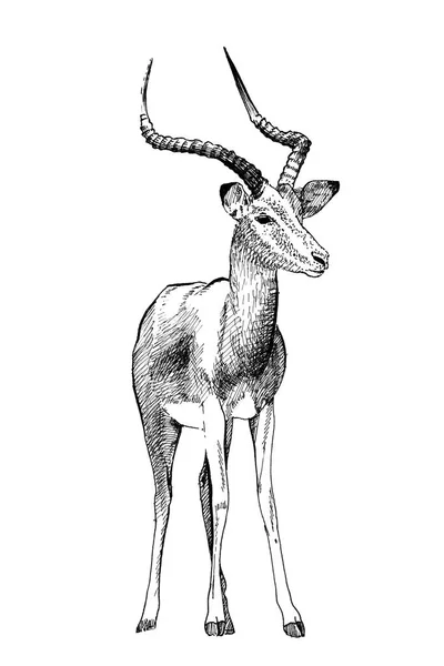 Impala Handgezeichnete Illustrationen Originale Keine Rückverfolgung — Stockfoto