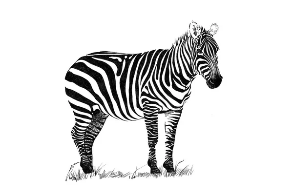 Zebra Çizilmiş Resimler Aslı Hiçbir Izleme — Stok fotoğraf