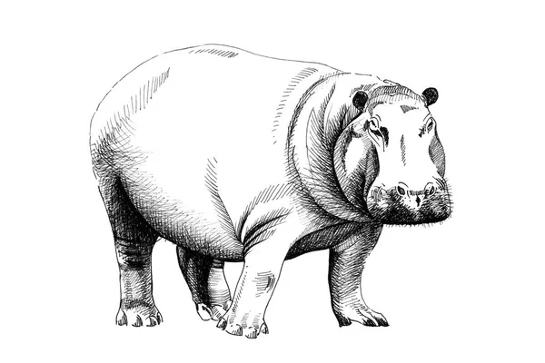 Hippo Hand Drawn Illustrations Originals Tracing — Stock Photo, Image