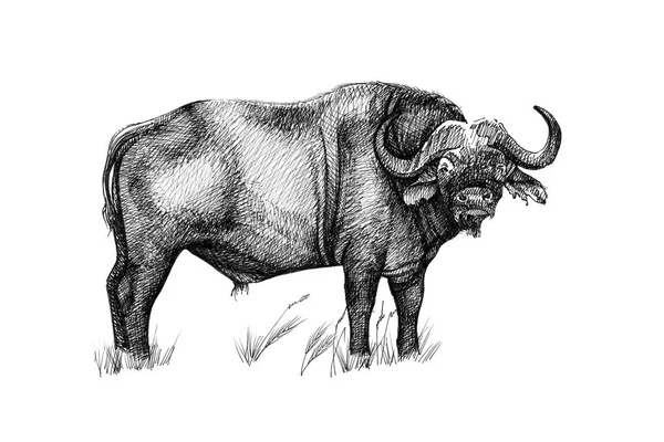 Buffalo Rukou Nakreslené Ilustrace Originály Žádné Trasování — Stock fotografie