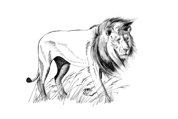 Lion Hand Dras Illustrationer Original Ingen Spårning — Stockfoto