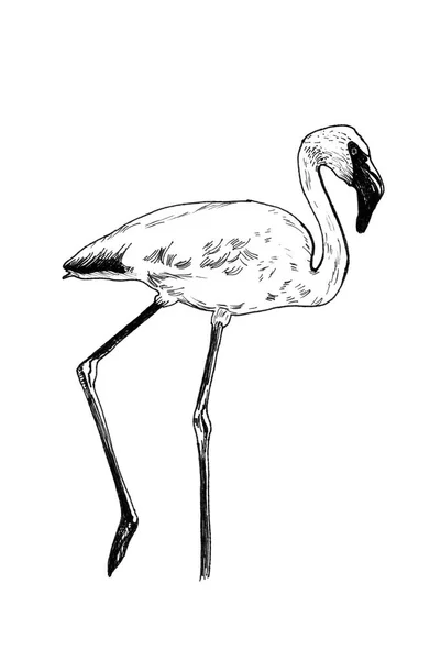 Flamingo Käsin Piirretyt Kuvat Alkuperäiset Jäljitystä — kuvapankkivalokuva