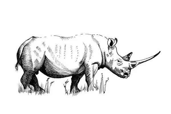 Rhino Hand Drawn Illustrations Originals Tracing — Stock Photo, Image