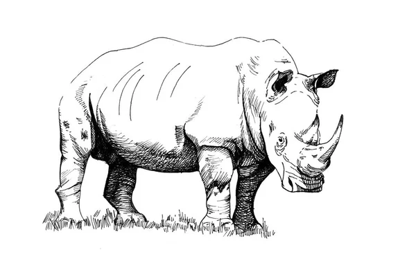 Ρινόκερος Χέρι Συρμένων Απεικονίσεων Πρωτότυπα Ανίχνευση Δεν — Φωτογραφία Αρχείου