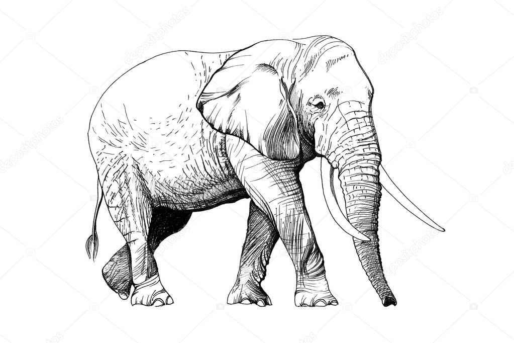 Elephant hand drawn illustrations (originals, no tracing)