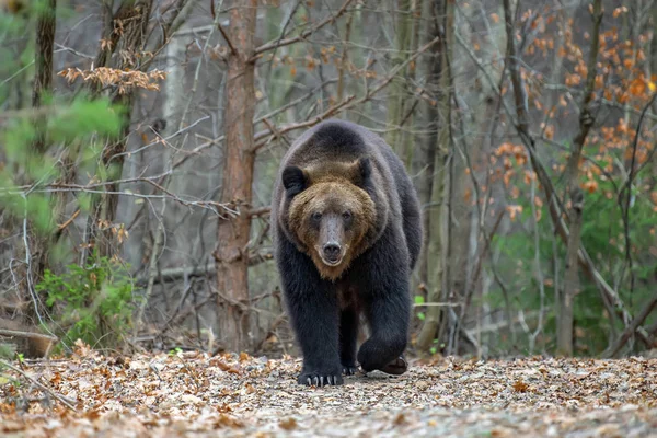 Закрыть Большой Бурый Медведь Осеннем Лесу — стоковое фото